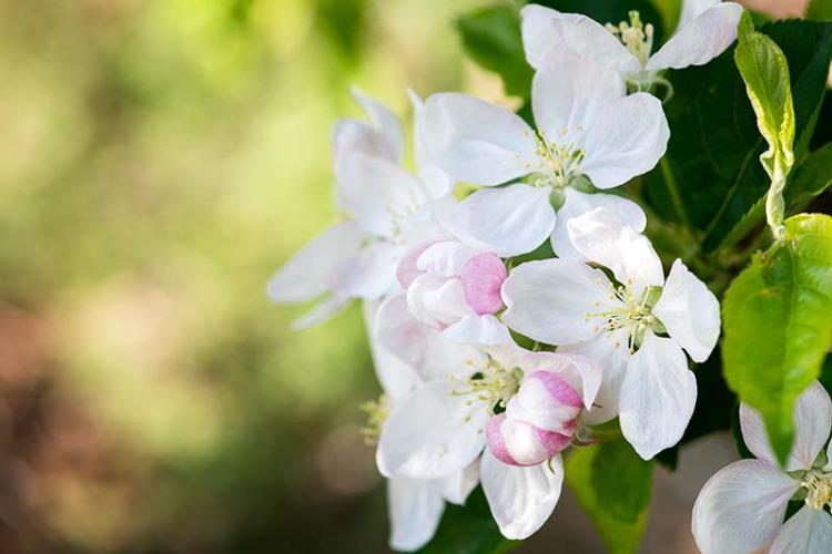 Apfelblüte im Frühling