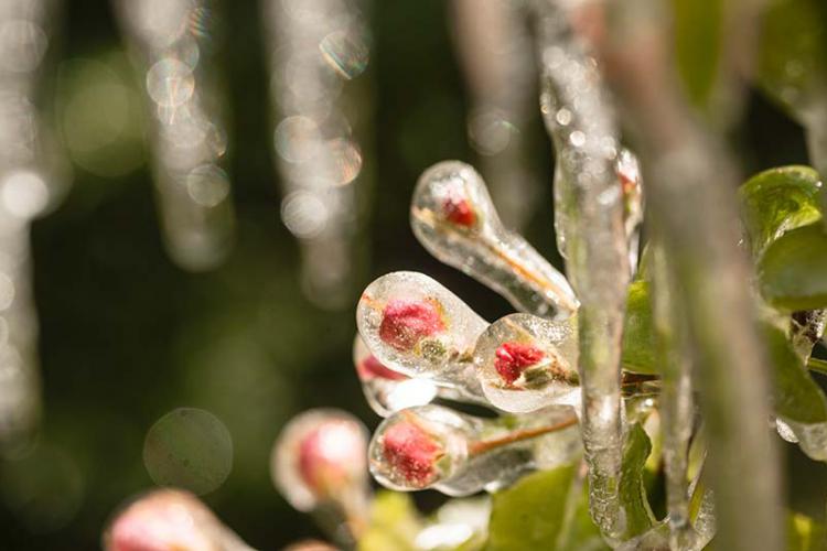 Frostberegnung im Frühjahr