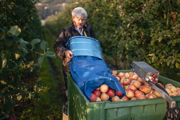 Raccolta delle mele in autunno