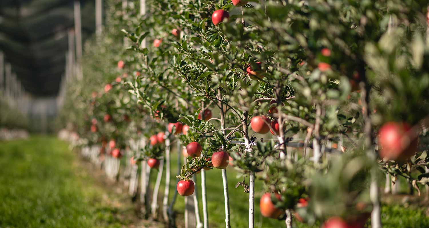 Rote Äpfel leuchten von den Bäumen