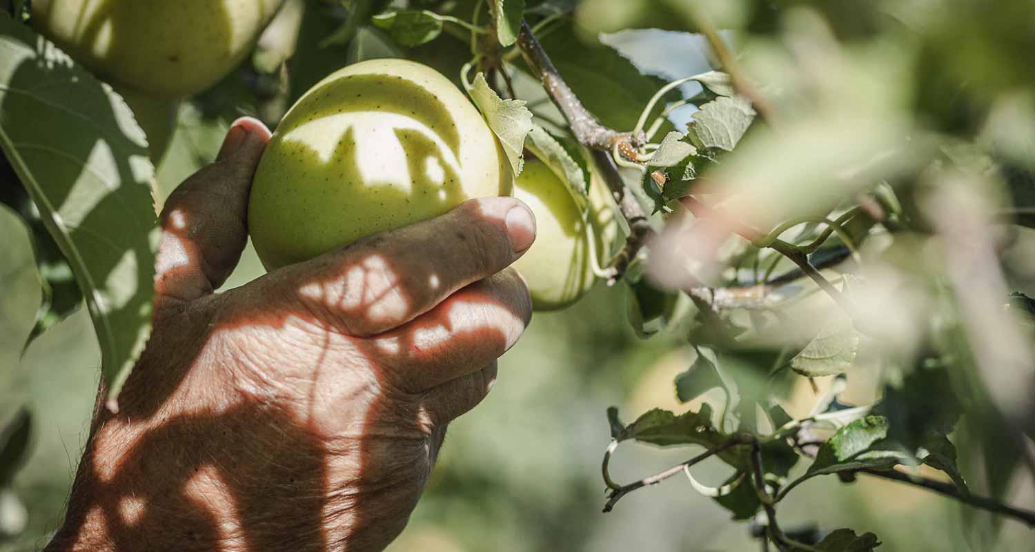 Apfelernte im Herbst