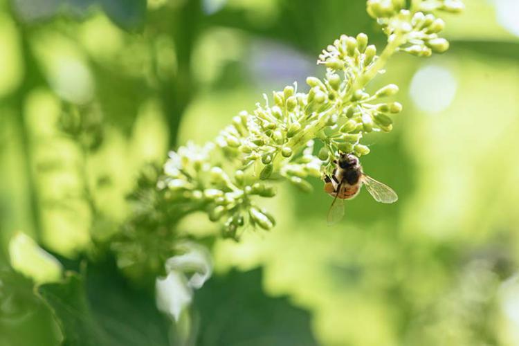 Blüte der Weinrebe